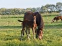 POULAIN_DE_HEDGE_12-05-2025.JPG