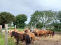 poneys_repos_2.jpg